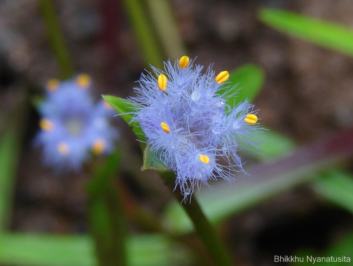 Cyanotis thwaitesii Hassk.